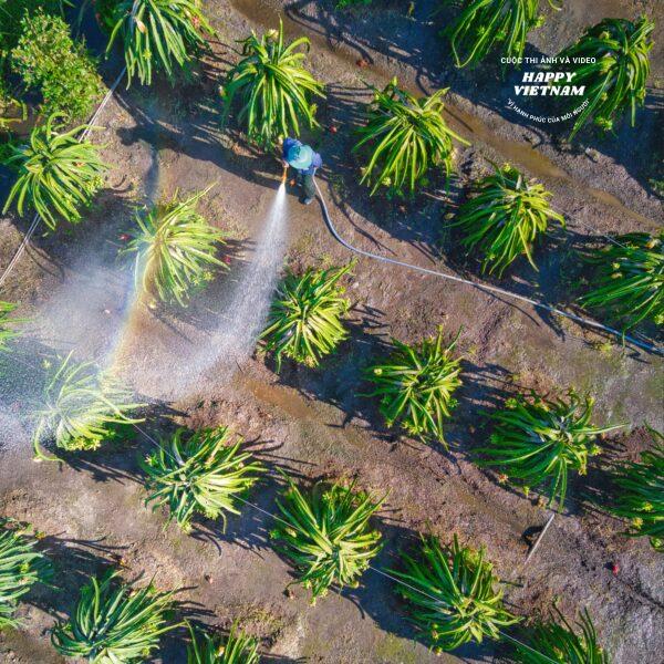 Dragon Fruit Orchard